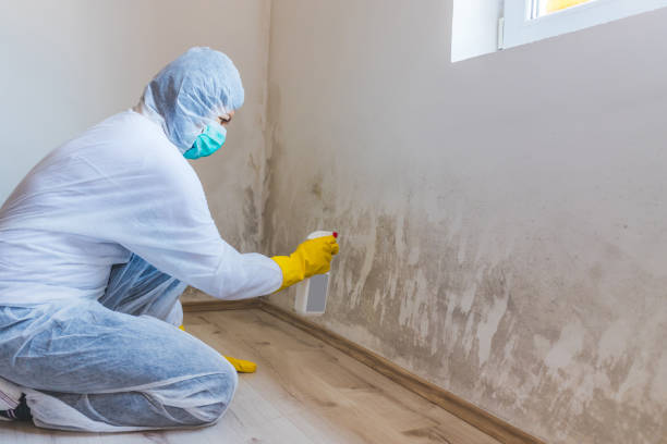 Licensed Black Mold Removal service in Ault, CO - WQB Mold Removal