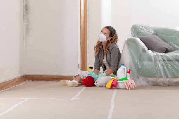 Reliable Black Mold Removal contractor in Ault, CO by WQB Mold Removal