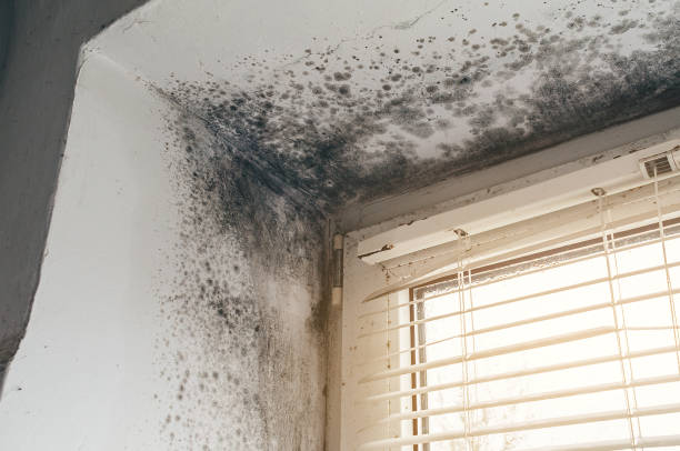 Affordable Black Mold Removal solutions in Ault, CO